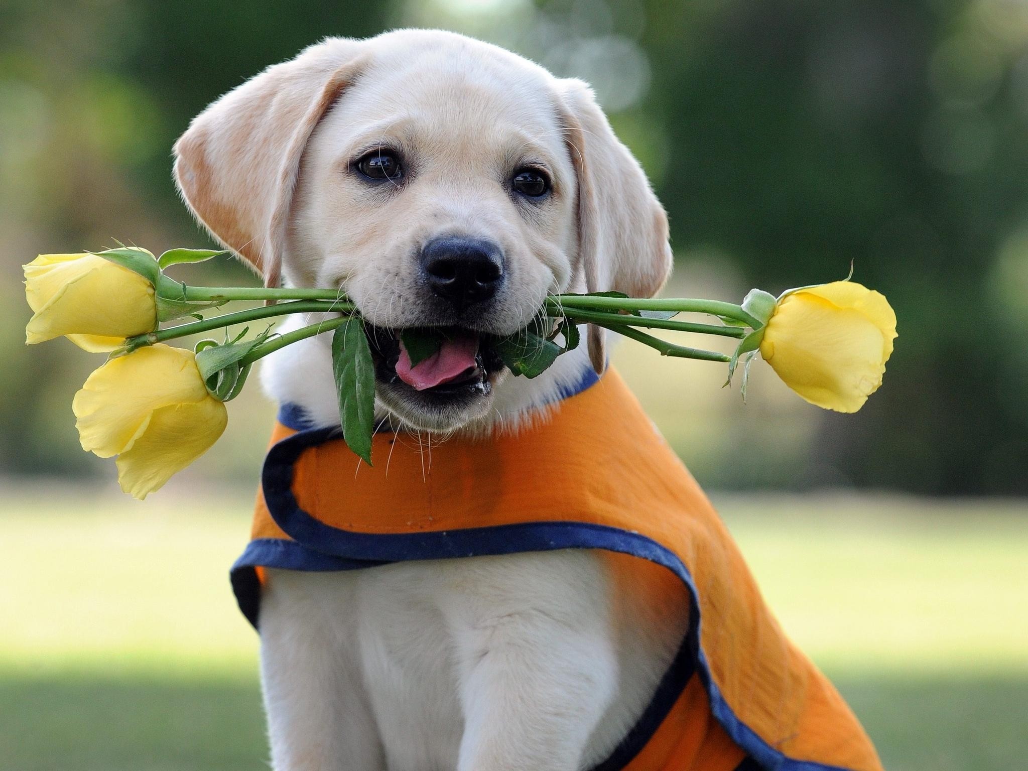 cute_dog_with_flowers